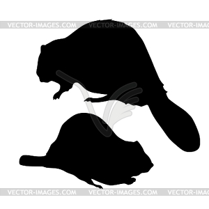 Beaver Vector Image