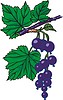 Vector clipart: black currants