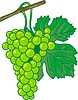 Vector clipart: bunch of grapes