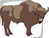 bison