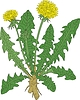 flowers, leaves and roots of dandelion