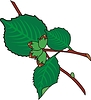 Vector clipart: leaves