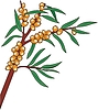 sea-buckthorn