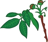 Vector clipart: nut-tree frond
