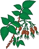 Vector clipart: leaves