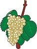 Vector clipart: currant frond