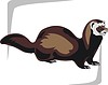 polecat