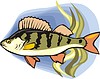 Vector clipart: perch-pike