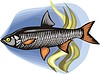 Vector clipart: fish