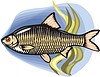 Vector clipart: white bream