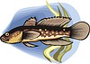 Vector clipart: goby