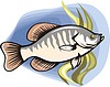 Vector clipart: fish