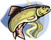 Vector clipart: Salvelinus malma