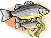 Vector clipart: fish