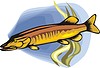 Vector clipart: Esox lucius