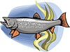 Vector clipart: fish