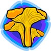 Vector clipart: chanterelle