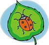 Vector clipart: ladybird