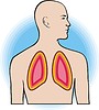 Vector clipart: lungs