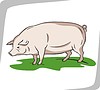 Vector clipart: pig