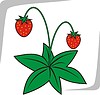 Vector clipart: strawberry