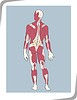 Vector clipart: anatomy