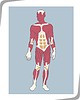 Vector clipart: anatomy