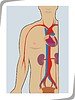 Vector clipart: anatomy