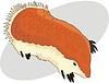 Vector clipart: armadillo