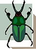 beetle