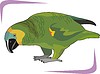 Vector clipart: parrot