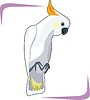 Vector clipart: cockatoo