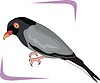 Vector clipart: jackdaw