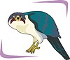 Vector clipart: hawk