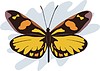 Vector clipart: butterfly