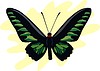 Vector clipart: butterfly