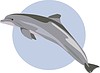 Vector clipart: dolphin