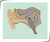 Vector clipart: human ear