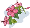 Vector clipart: hibiscus