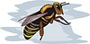 Векторный клипарт: пчела