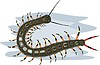 centipede