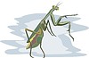 Vector clipart: mantis