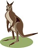 kangaroo