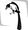 Vector clipart: magpie