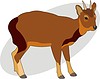 Vector clipart: northern pudu (Pudu mephistophiles)