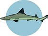 Vector clipart: shark