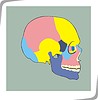 Vector clipart: skull