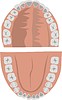 Vector clipart: teeth