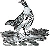 Vector clipart: pheasant on sheaves