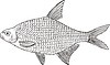 Vector clipart: Blicca bjoerkna (white bream)